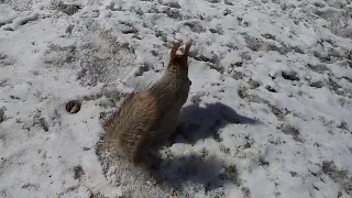 Две белочки, голубь и ворона#nature#animals#squirrel#белка#парк#весна