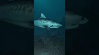 Hiding from a shark