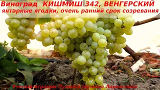 Виноград КИШМИШ 342, ВЕНГЕРСКИЙ - очень ранний, сладкий, вкусный, сильнорослый (Пузенко Наталья)