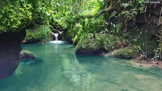 Bubbling stream sounds, Peaceful Birds Chirping in the Big Forest, Sleep, Relaxation, Focus, ASMR