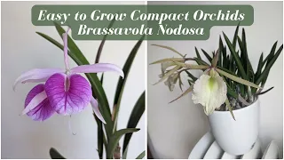 Compact & Easy to Grow Orchids for Beginners | Brassavola Nodosa Hybrids