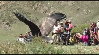 BIGGEST BIRD IN THE WORLD CAUGHT ON CAMERA  2O21 | BIGGEST BIRD IN THE WORLD - Peru Condor
