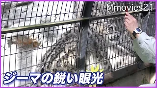 子どもを守る母 飼育員さんの姿を見て興奮するユキヒョウ ジーマ Snow Leopard