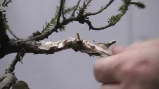 Bonsai Carving Demonstration at Bonsai Northwest Melbourne by Albert Garcia