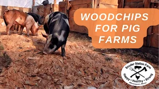 Woodchips For Pig Bedding, Deep Bedding, And Compost