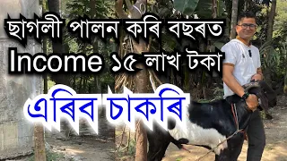 ছাগলী পালন কৰি বছৰত Income ১৫ লাখ টকা Goat farm in Assam #goatfarminassam #goat