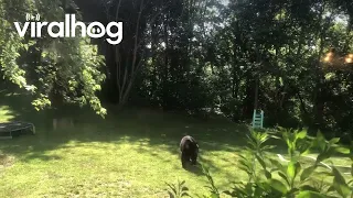 Black Bear vs Grizzly Bear || ViralHog