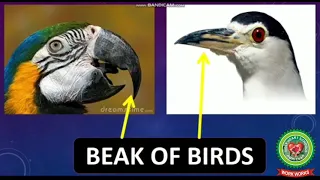 The World of Birds | part 2 |Class 3| Science |Holy Heart Schools