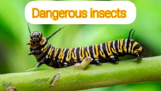 Dangerous Insect in the WorldThe Tiny World Of InsectsBBC Earth#naturalbeauty yt7860