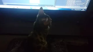 Кошка за компьютером