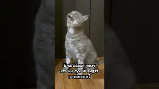 Благодаря чему кошки лучше видят в темноте?🌙 #cat #catsfacts