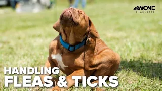 How to check, prevent fleas and ticks on your pets