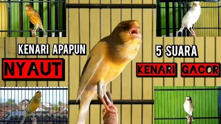 CUKUP 5 DETIK kenari manapun LANGSUNG nyaut dengar SUARA 5 KENARI GACOR PANJANG INI