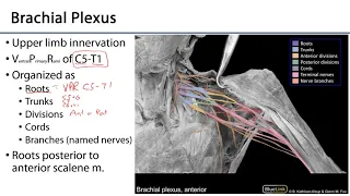 Cervical and Brachial Plexuses  - Posterior Neck LO