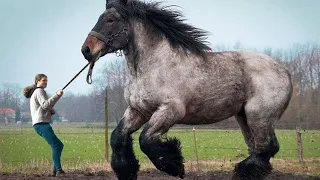 Top 15 Largest Horse Breeds In The World