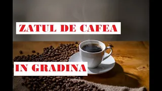 Folosirea CORECTĂ a zațului de cafea în grădină☕☕☕