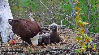 Little Miami Conservancy Bald Eagle 27.04.2024 18:38