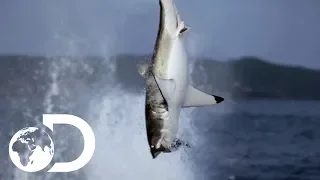 Great White Shark Makes A Splash In New Zealand Waters | Air Jaws: The Reign | SHARK WEEK 2018