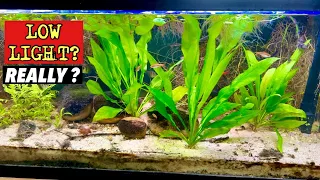 How to Grow and Care for AMAZON SWORD Aquarium Plant- How Much Light Does it REALLY Need???
