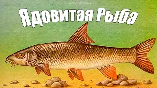 Опасная и ядовитая речная рыбы - Усач! Что за рыба и чем так опасна?