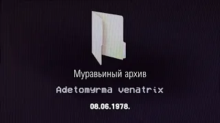 Муравьиный архив. Коротко о каждом виде. VHS кассета № 22 -  Adetomyrma venatrix