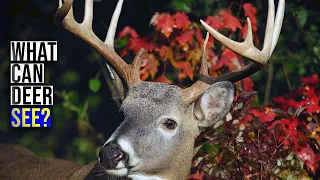 Deer Vision Insights for Hunters to Stay Hidden