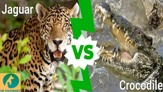 jaguar vs croco combat a mort!!!  incroyable!!