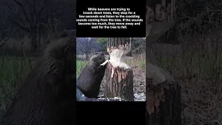 life adventure of beavers