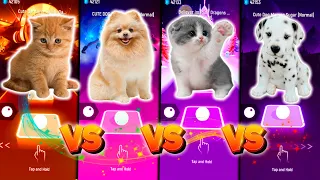 CUTE CAT AARON SMITH DANCIN & CUTE DOG MARSHMELLO & CUTE CAT IMAGINE DRAGONS & CUTE DOG MAROON SUGAR