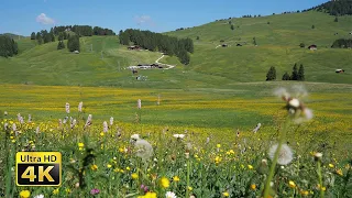 Alpine Meadow Mountain Flora | Stock Videos For Editing | No Copyright Videos For Youtube Download