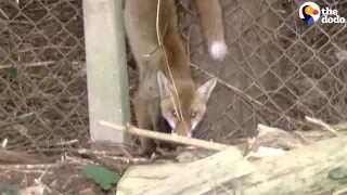 Baby Fox With Leg Stuck Saved by Rescuers | The Dodo