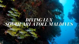 Scuba Diving at LUX* South Ari Atoll Maldives