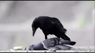 ворона забивает голубя