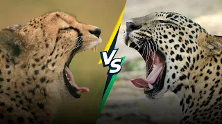 Cheetah vs Leopard: What's the Difference?