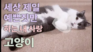 3개월만에 만나도 사랑주는 박제리 고양이가 효도 하는 영상_cat vlog in korea