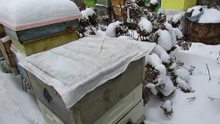 ошибки пчеловода и гибель пчелосемей при зимовки из-за невозможности взять пчелами корм - часть 2