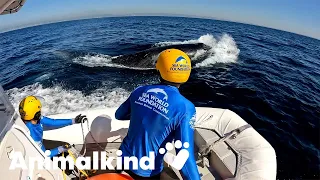 Rescue team frees humpback whale trapped by anchor and rope | Animalkind #goodnews