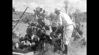 The Conquest of the Prickly Pear