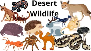 Desert Wildlife| Learn with Desert Discoveries - Kids Storybook Cottage