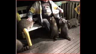 Saturday Night Sixteen Raccoon Frenzy