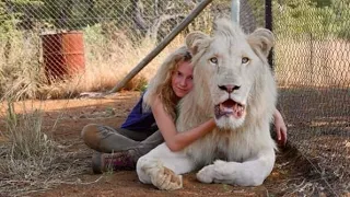 بنت بتربي اسد ابيض نادر وبتحميه من الموت وتهربه لمدينه تانيه ملخص فيلم Mia And The White Lion (2018)