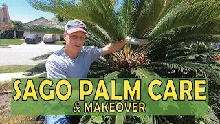 SAGO PALM CARE & MAKEOVER #2.  How To Trim Fronds, Remove Seeds, Cones, Flowers & Pups. (5 Plants).