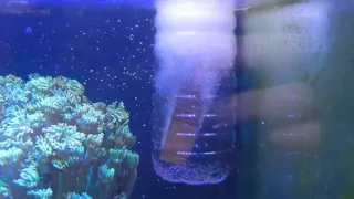 DIY Mame Clone Protein Skimmer