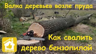 Как спилить дерево бензопилой. Как спилить дерево в нужном направлении. Правильный валочный запил.