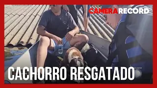 Cabrini flagra o resgate de cachorro que passou dias ilhado em telhado