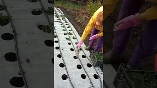 Как посадить клубнику на агроволокно