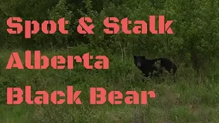 Spot & Stalk Alberta Black Bear Hunting