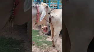 Long-awaited, immediate breeding of cows