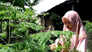 Masak Sederhana di Desa, Goreng Tempe Koro dan Gembus, Sambel Teri Terong Glatik, Sayur Bening Kelor