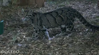 Рядом с дымчатым леопардом Юси поселили Шана.